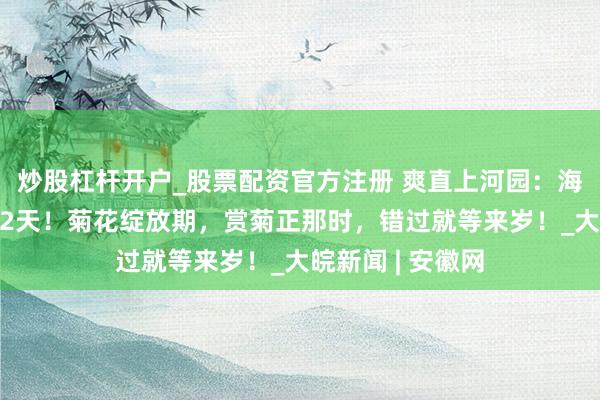 炒股杠杆开户_股票配资官方注册 爽直上河园：海外菊花展脱期12天！菊花绽放期，赏菊正那时，错过就等来岁！_大皖新闻 | 安徽网